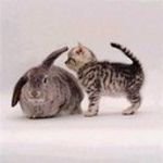 pic for CAT AND RABBIT